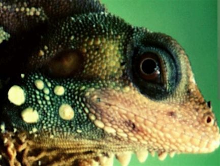 Exotic Explorers Interactive Session, 27 October | Event in Chelmsford | AllEvents