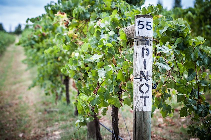 An Evening w/Pinot Noir, 29 August | Event in Chanhassen | AllEvents