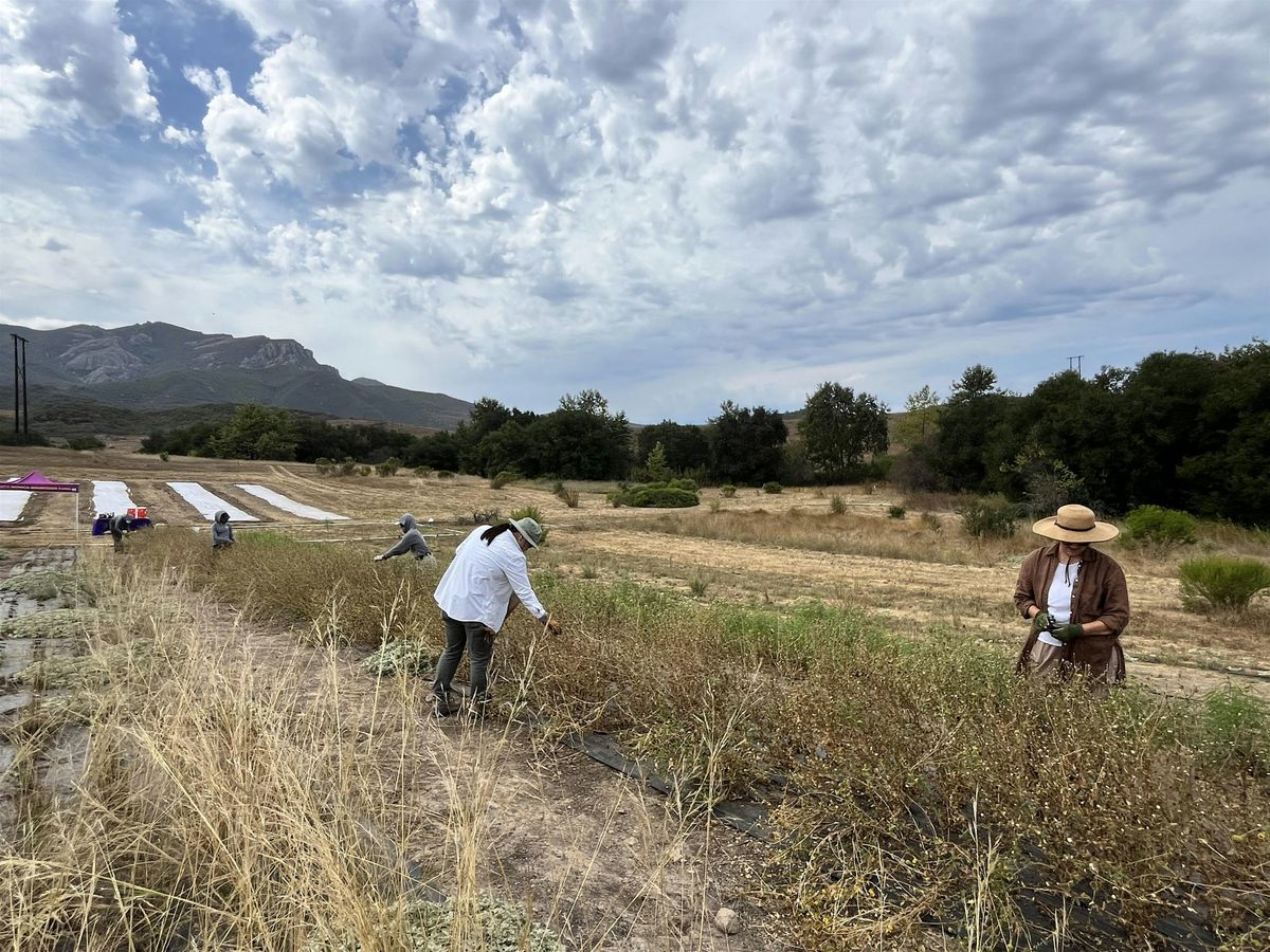 Thursday Native Seed Farm Seed Weeding, 11 December | Event in Newbury Park | AllEvents