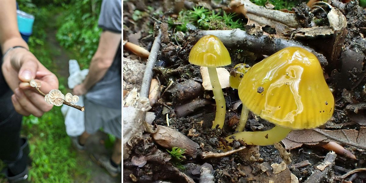 Summer Fungi Walk, 26 July | Event in Devon | AllEvents