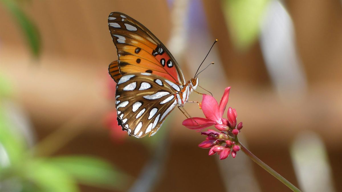 Birds, Blooms and Butterflies on Ron Sapp Egans Creek Greenway, 12 May | Event in Fernandina Beach | AllEvents