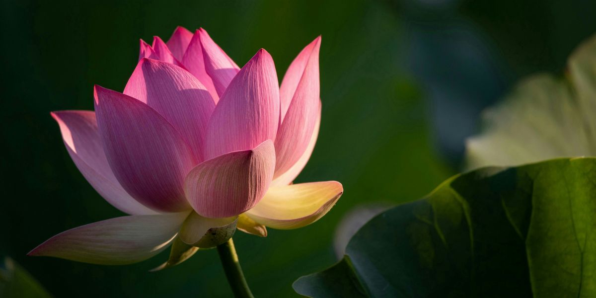 Lotus and Light: A Midsummer Evening of Forest Bathing, 2 August | Event in Washington | AllEvents