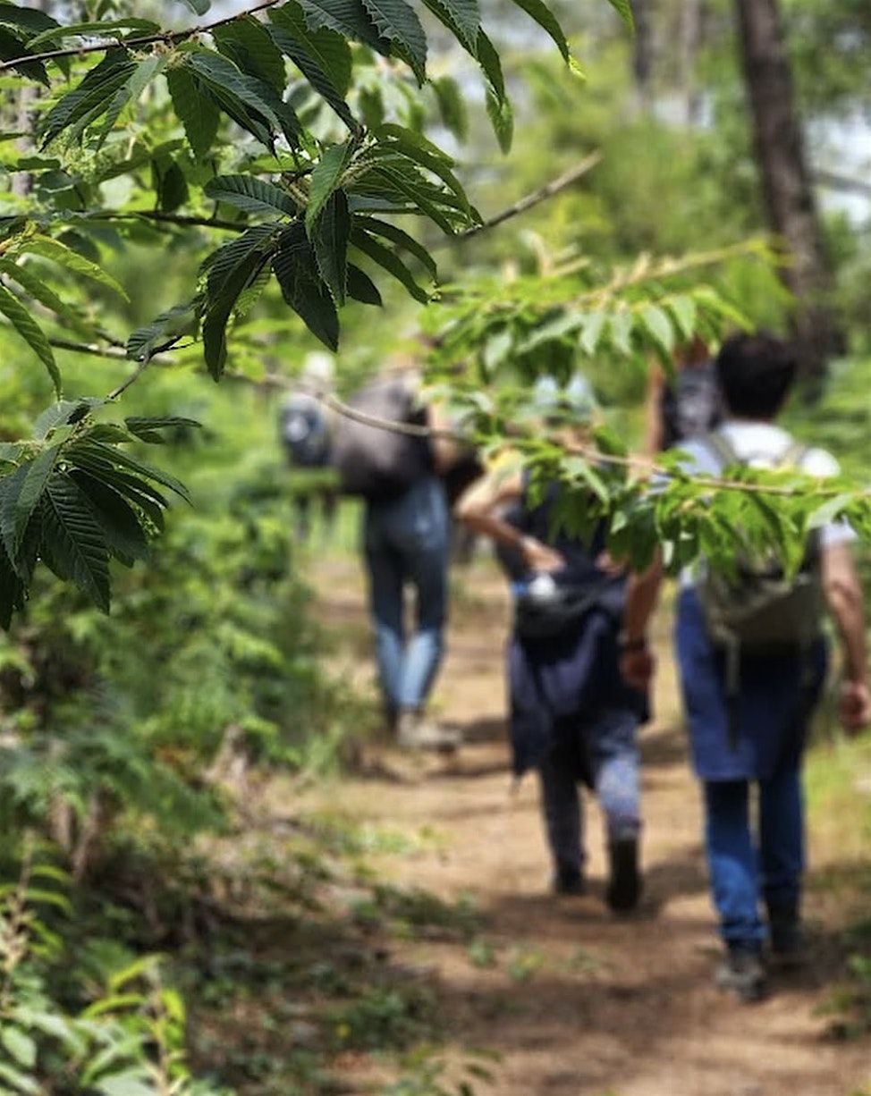 Nature Boost Journey, 2 November | Event in Sintra | AllEvents