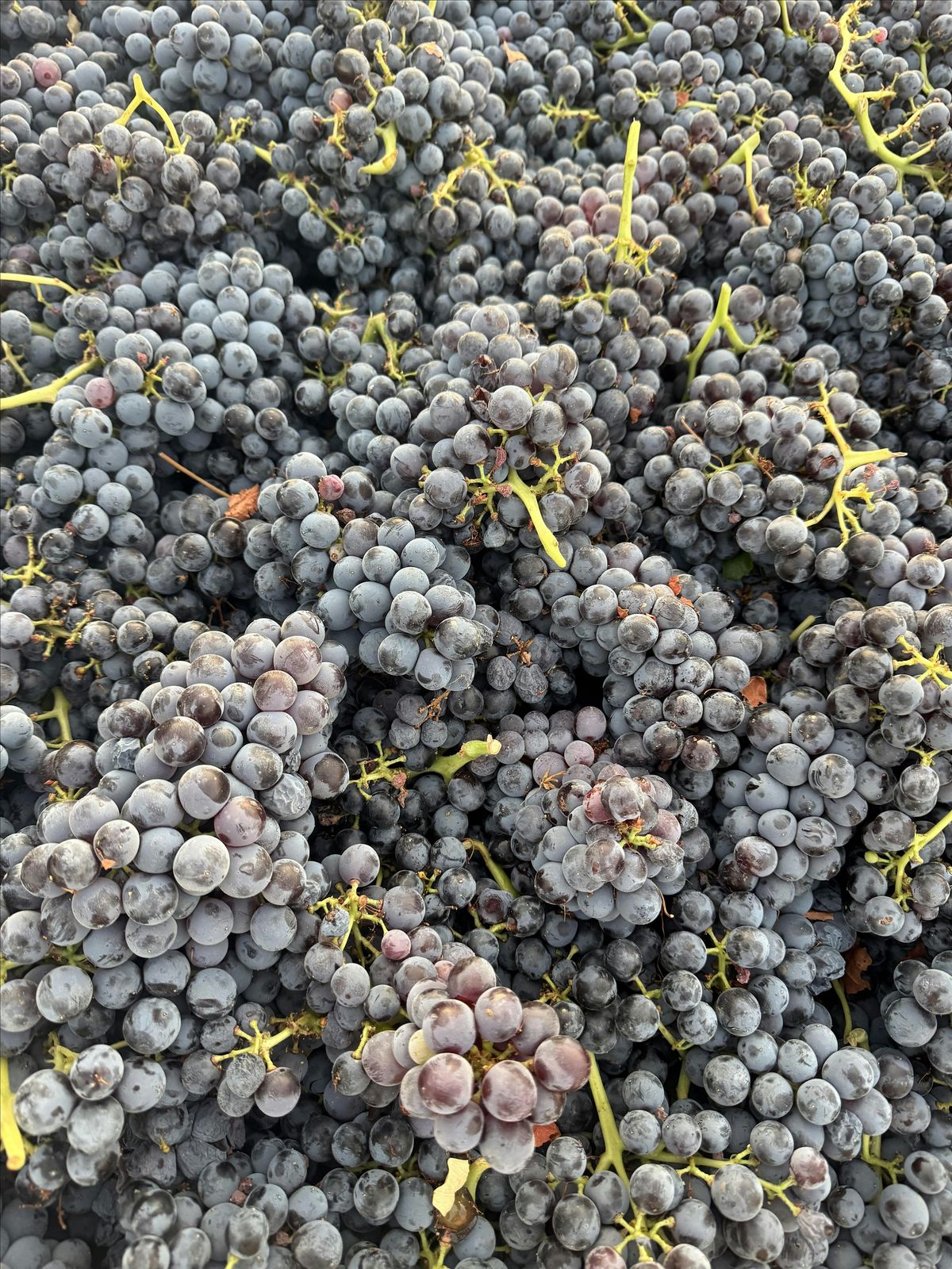 Côté Nicault & Cayuse post harvest celebration, 20 November | Event in Bothell | AllEvents