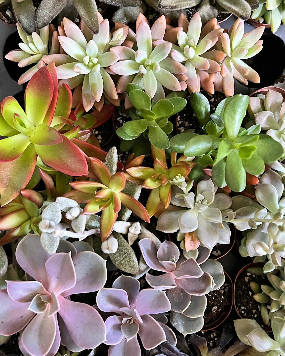 Succulent Garden Workshop, 12 June | Event in Pittsburgh | AllEvents