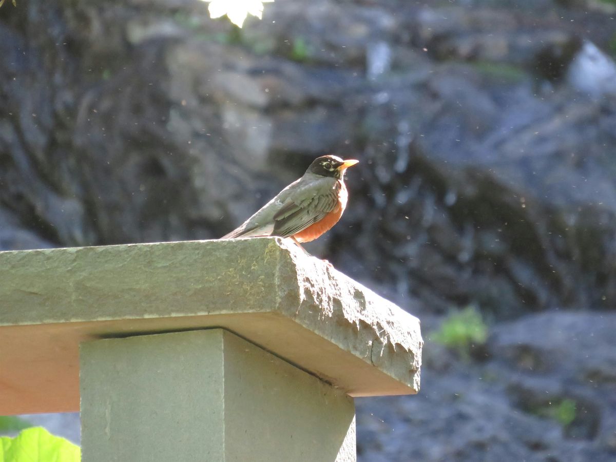 Fall Bird Walk -October 19, 19 October | Event in Yonkers | AllEvents