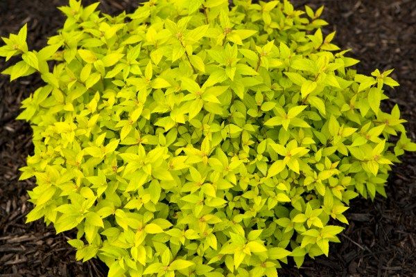Stunning Shrubs for Colorado Gardens, 2145 Centre Avenue Fort Collins ...
