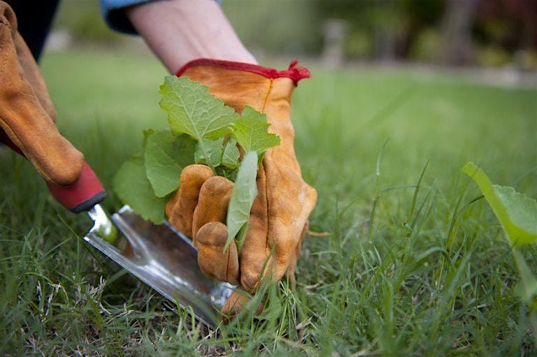 Natural Yard Care Weeding Demo, 21 June | Event in Bremerton | AllEvents