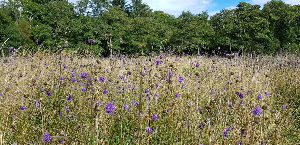 Scything, anthills and species-rich grassland conservation, 27 September | Event in Glengarriff Woods Nature Reserve
