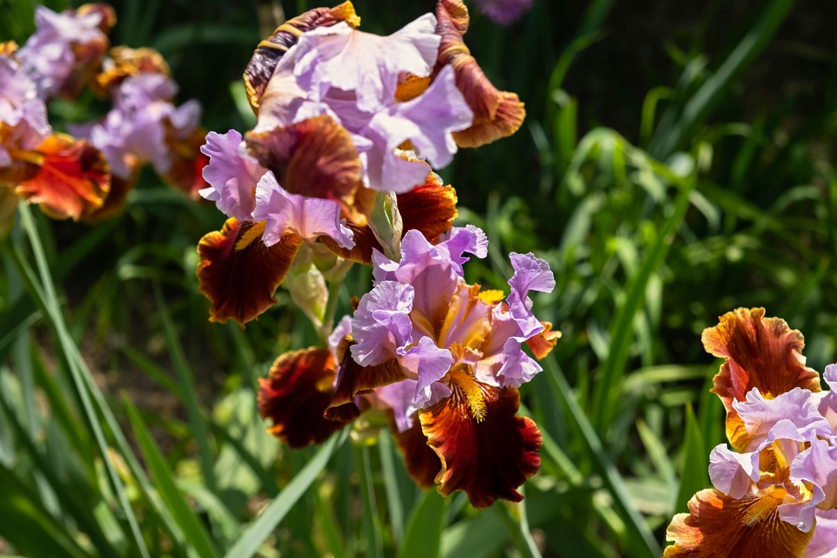 Irises for the Pacific Northwest at Division, 17 August | Event in Portland | AllEvents