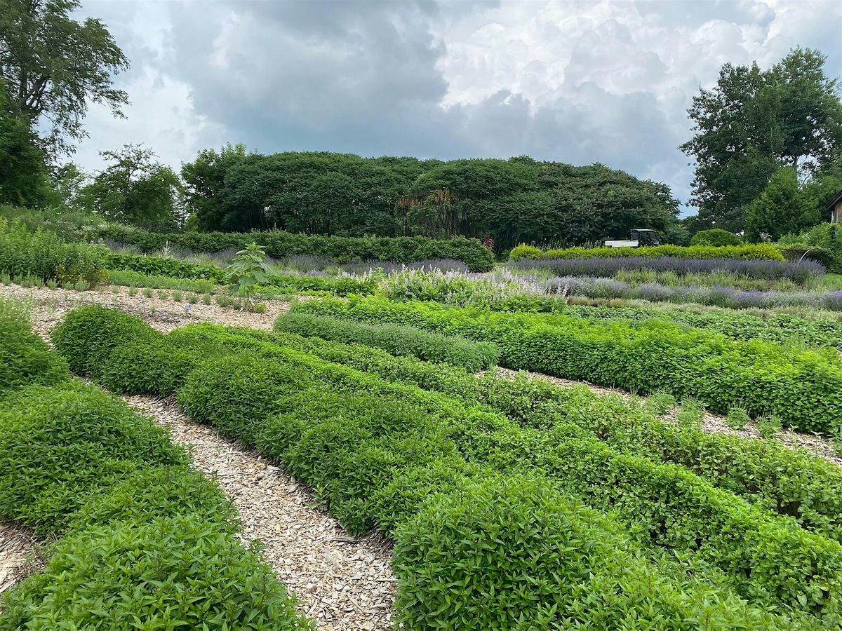 Herb Series Module 4:  Tincture Making & Immune Support, 20 September | Event in Shelburne | AllEvents