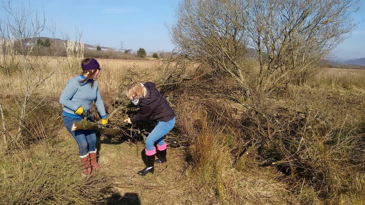 Crymlyn Burrows Conservation Taster Session, 8 October | Event in Swansea | AllEvents