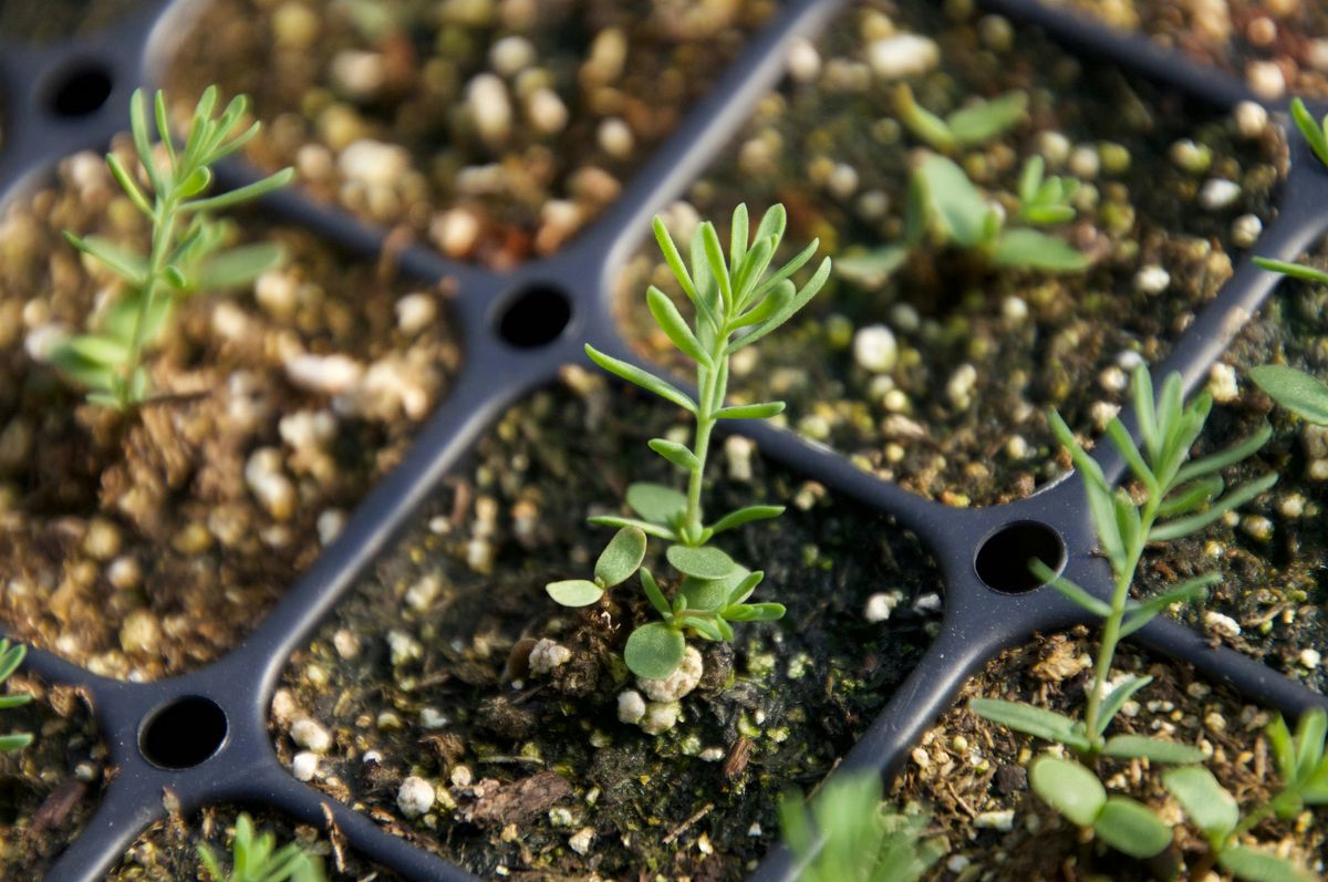 Propagating California Native Plants from Seed with Ella Andersson, 27 June | Event in Sun Valley | AllEvents