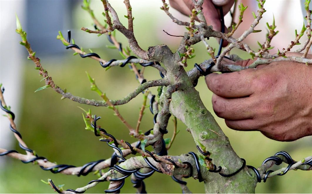 Bonsai Club- Tiny Trees, Big Joy, 3 December | Event in Frankford | AllEvents