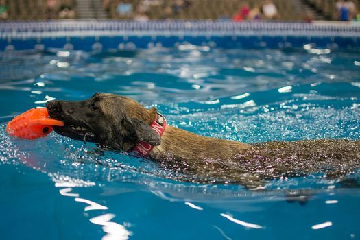 Orange County Fair Events List Of All Upcoming Orange County Fair Events In Middletown Ny 2022 Shred Events Orange County Ny