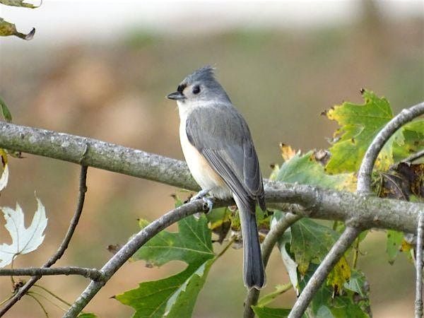 Livin' On Bird Time, 13 November | Event in Glen Mills | AllEvents