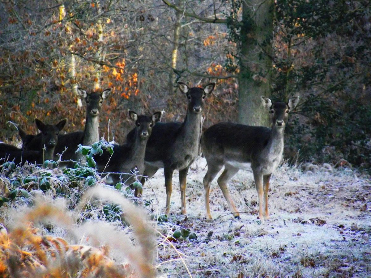 Wyre forest - expert deer talk, 26 October | Event in Bewdley | AllEvents
