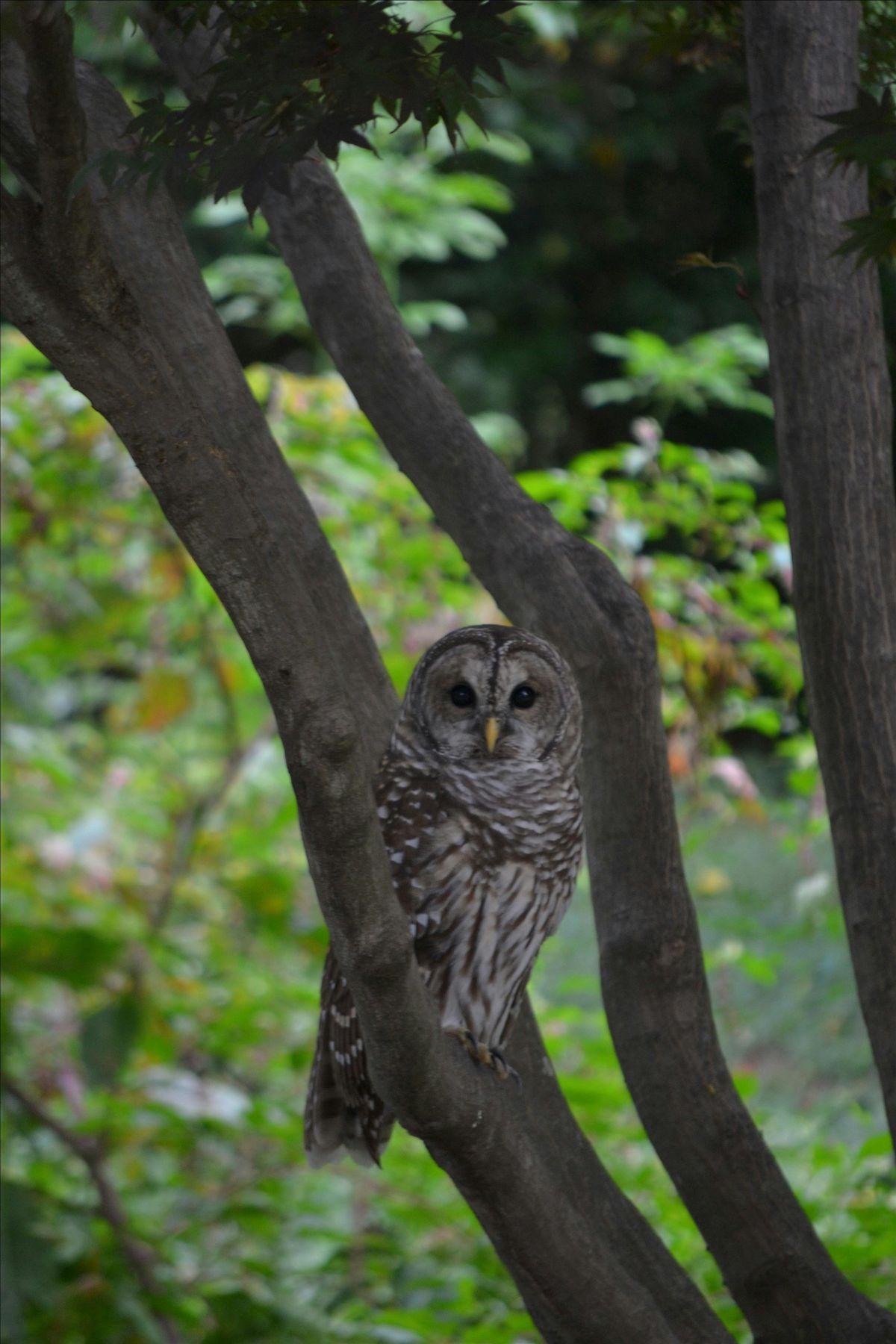 Hoo, Hoo, Hoo goes there? Owls of Virginia!, 9 October | Event in Yorktown | AllEvents
