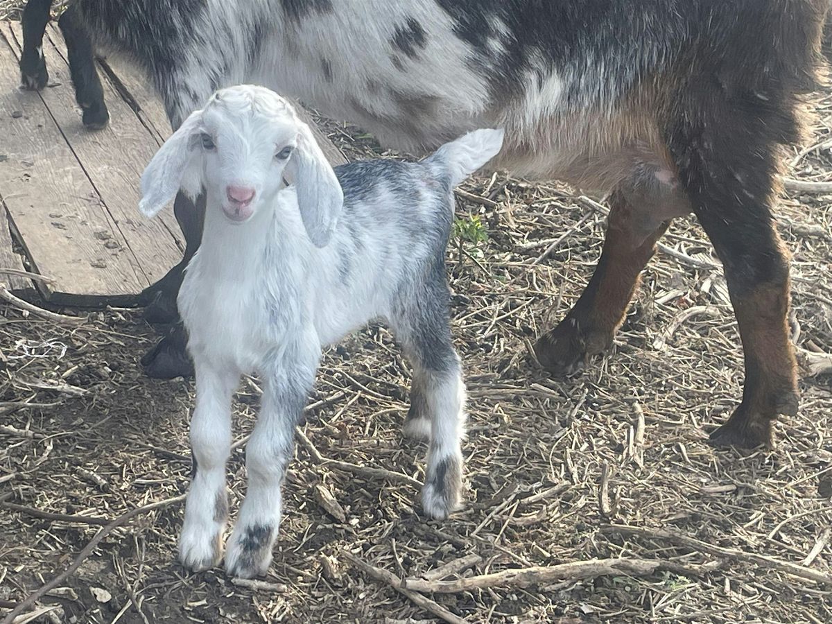 Goat Yoga at Guerrilla Gardens, 17 August | Event in Crescent | AllEvents