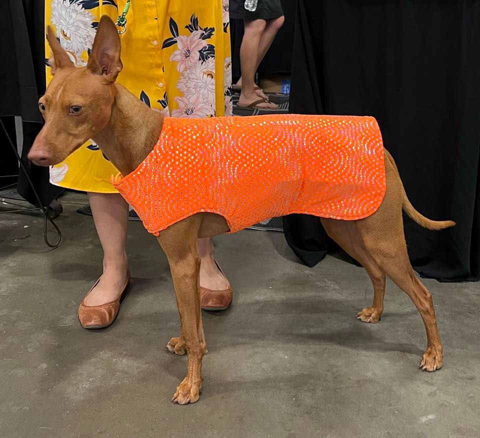 Greeley CO Dog Show, Island Grove Regional Park, Greeley, 17 August to