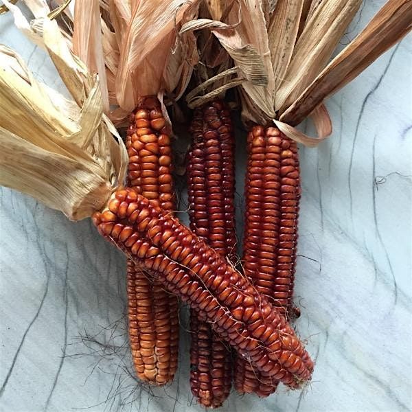 Seed Keeping Workshop, 20 September | Event in Northampton | AllEvents