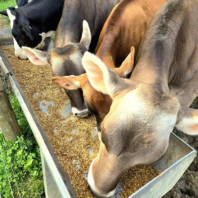 Wilson Dairy Farm