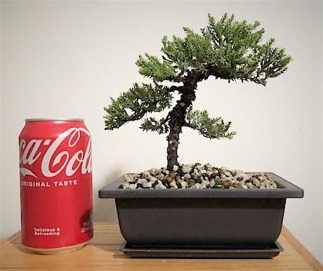 Bonsai tree class at The Vineyard at Hershey, 21 September | Event in Middletown | AllEvents