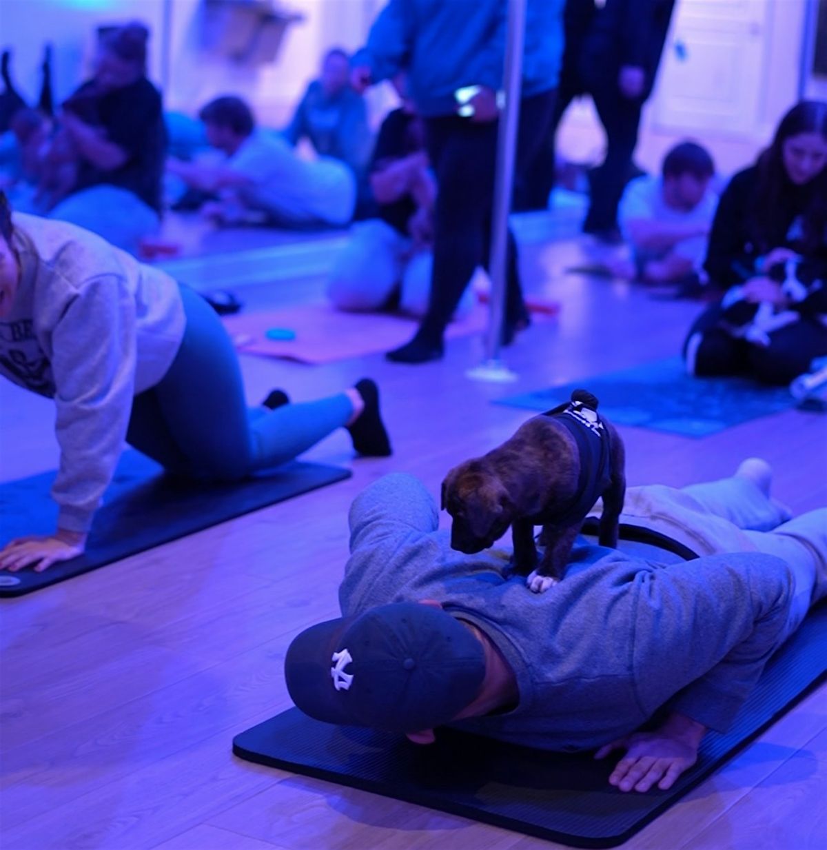 PUPPY YOGA, 26 July | Event in Patchogue | AllEvents