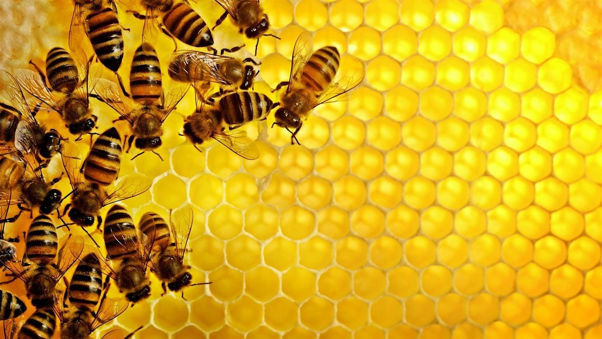 Beekeeping Series: Beginner Beekeeping, 1 November | Event in Gainesville | AllEvents