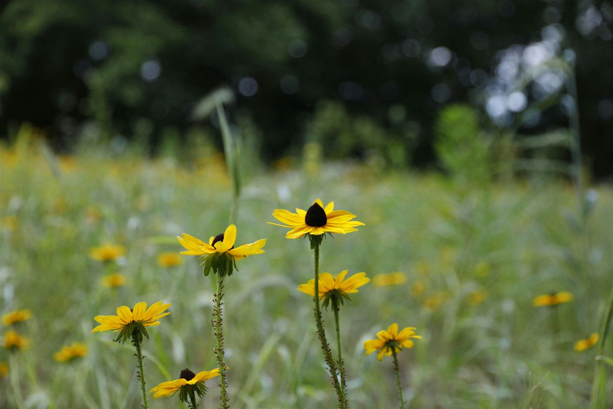 Back to Butler, Back to Nature: A Homecoming Tour of Rewilded Spaces, 27 September | Event in Indianapolis