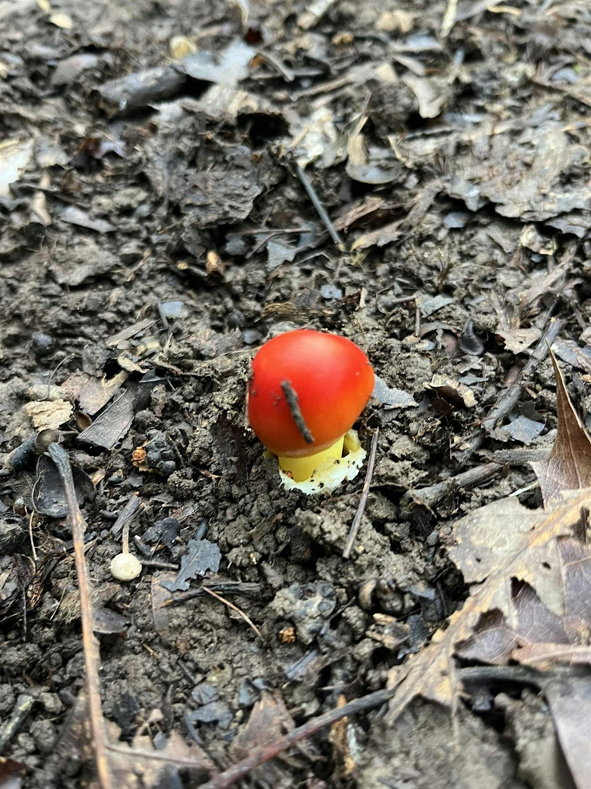 Fall Forest Treasures: Fungi & Nut Foraging Expedition, 22 November | Event in Apex | AllEvents