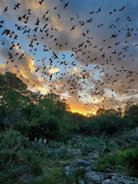 Bracken Cave Bat Experience 2025, 21 August | Event in San Antonio | AllEvents