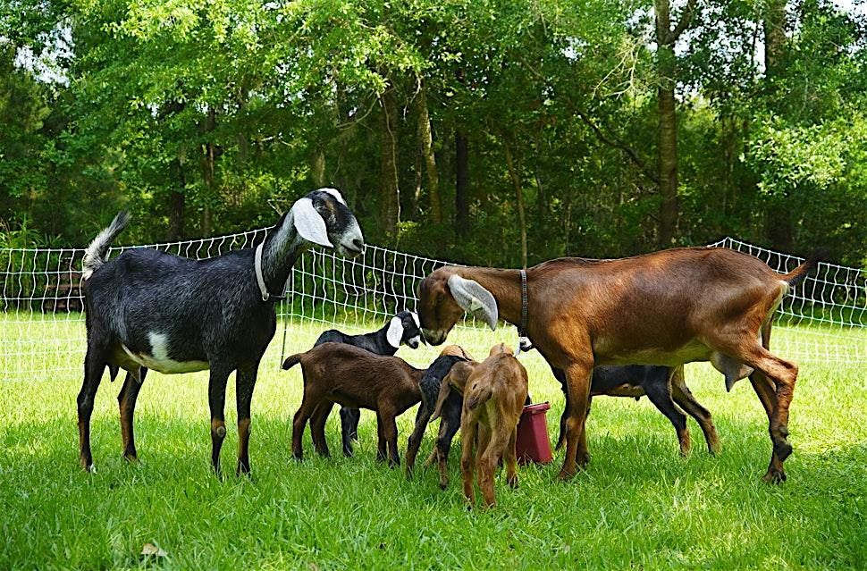 Goat Cheese Making Class, 14 August | Event in Awendaw | AllEvents