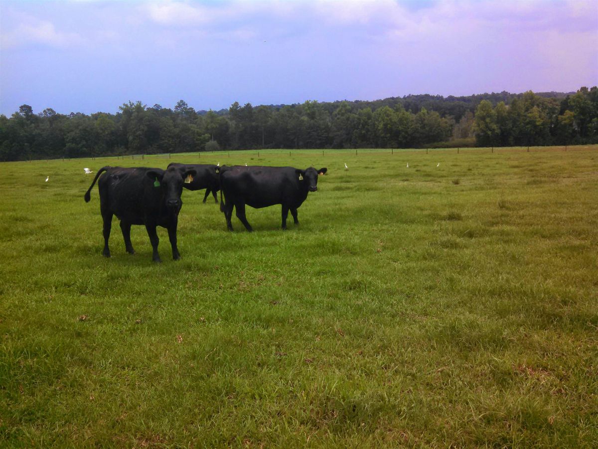 Fall Cattle Seminar, 12 January | Event in Laurel Hill | AllEvents