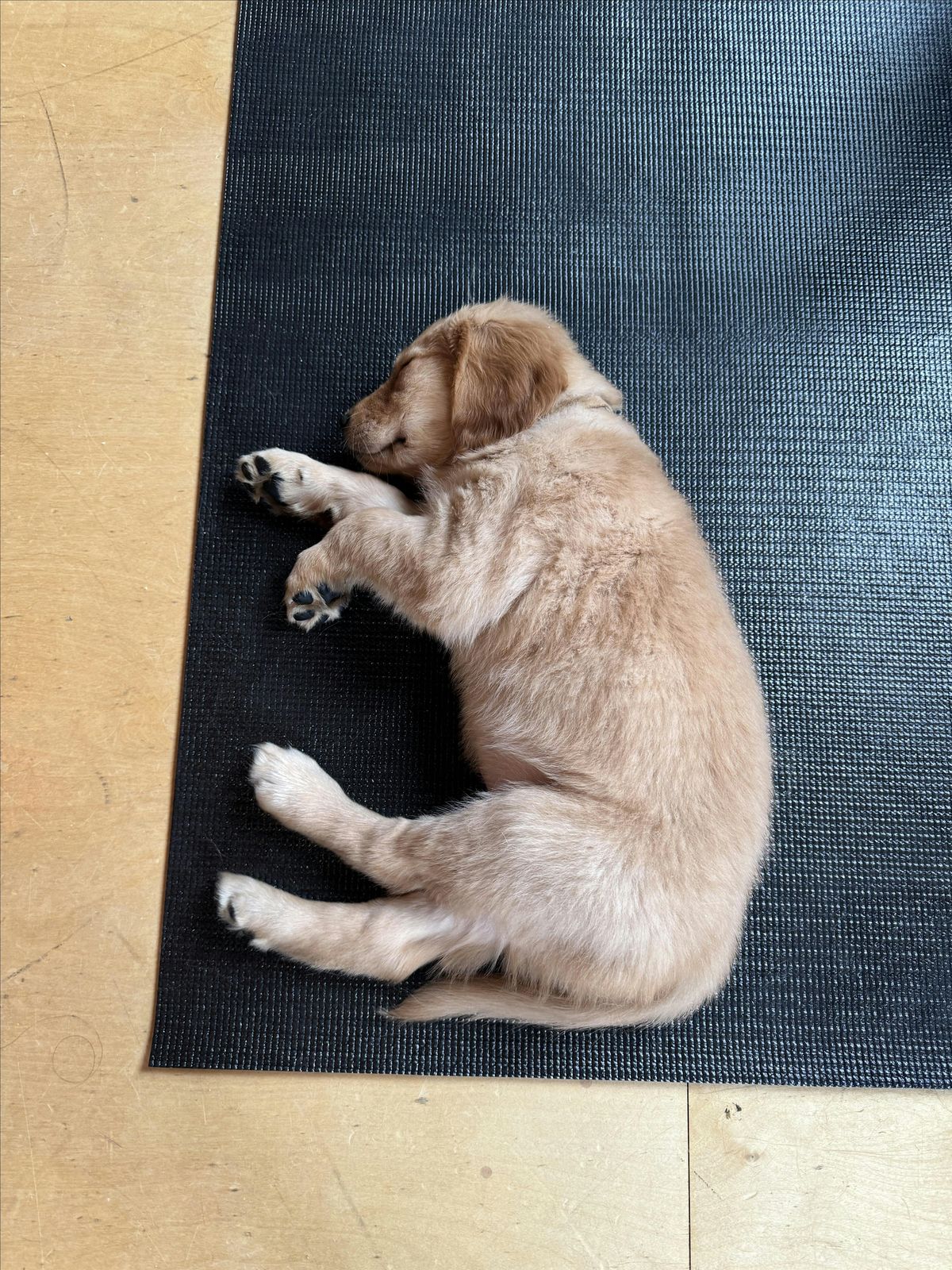 PUPPY YOGA | Event in Ferndale | AllEvents
