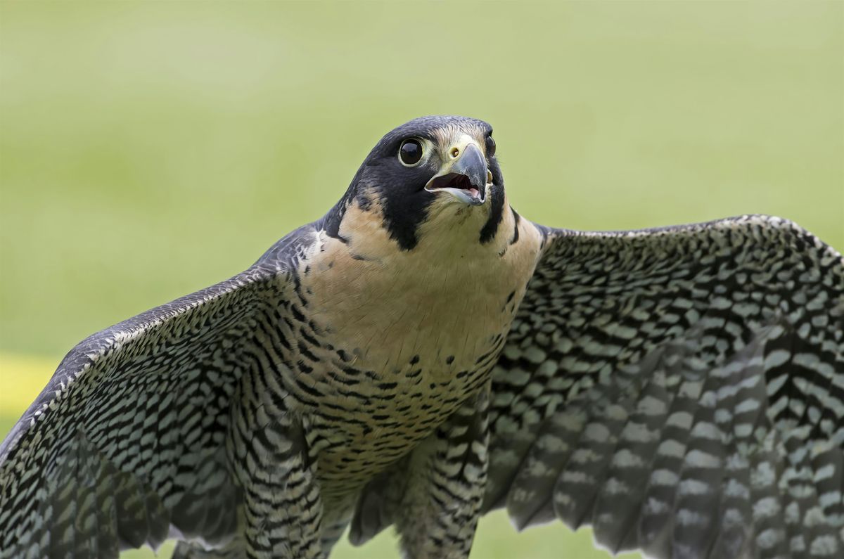Raptors on the Move: Bird Watch, 20 September | Event in Hallam | AllEvents