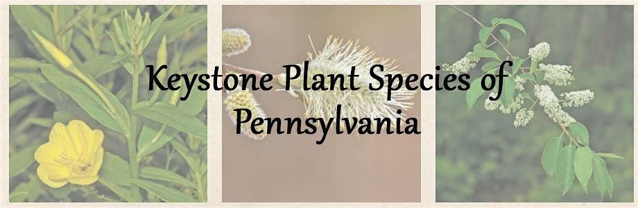 A look at Keystone Native Plant Species, Edge of the Woods Native Plant ...
