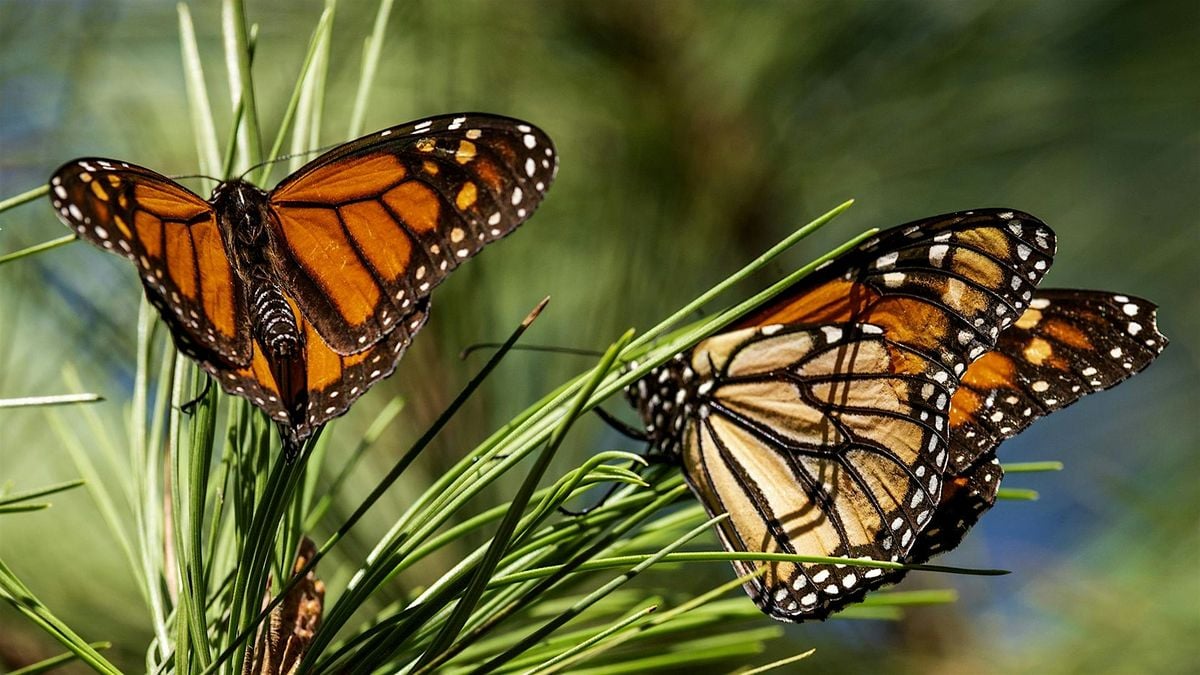 The Magic of Monarchs, 27 July | Event in Highland Park | AllEvents