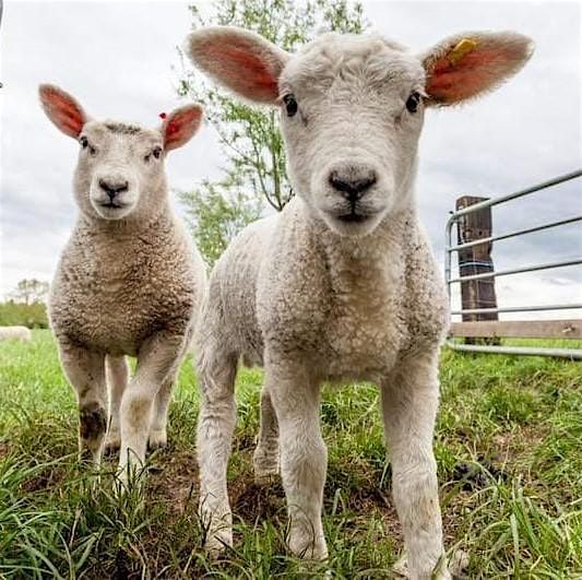 25th Annual Gathering & Private Treaty Sale, 30 May | Event in New Albany | AllEvents