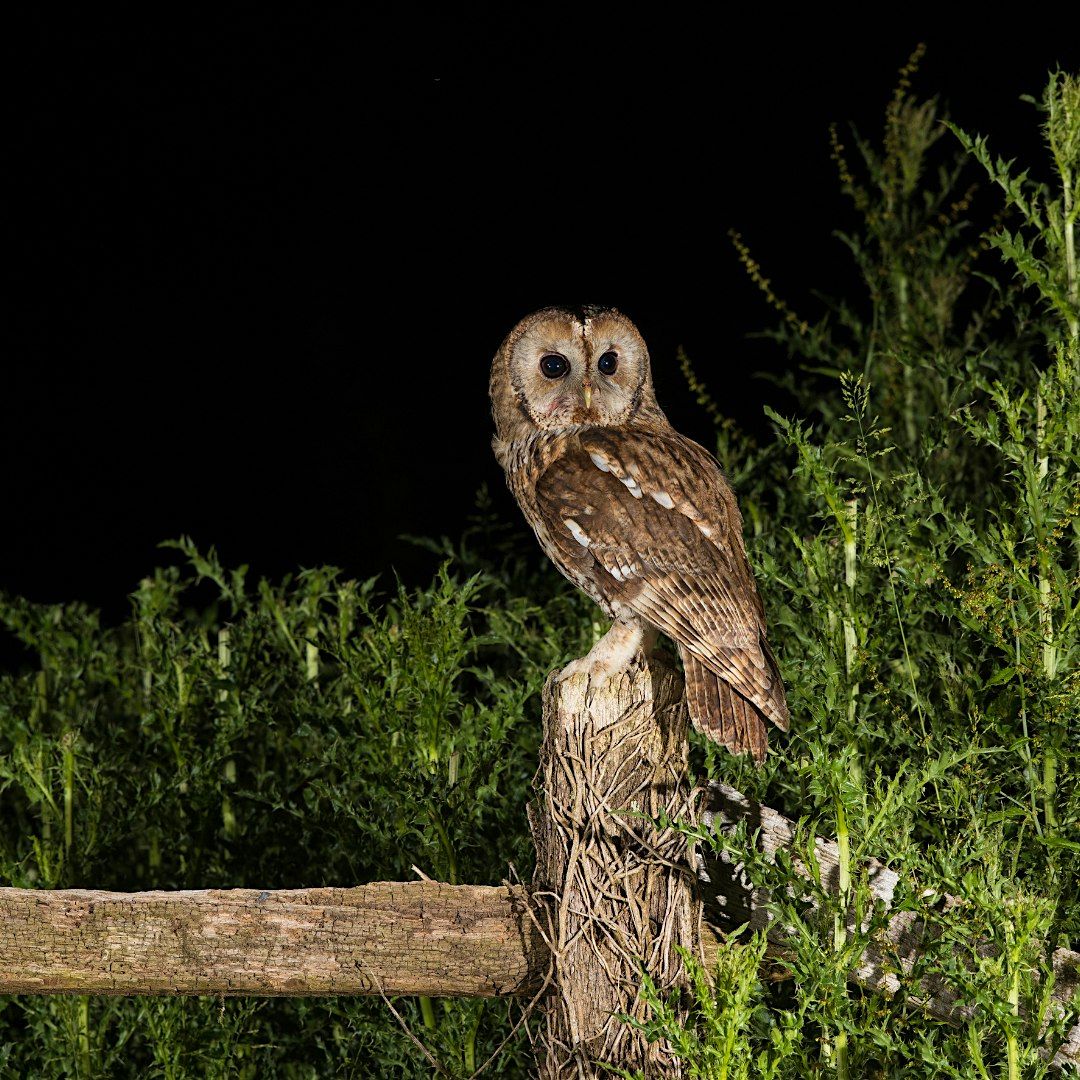 Twilight Chorus Stroll at Sweetwater Hammock Preserve | Event in Fort Pierce | AllEvents