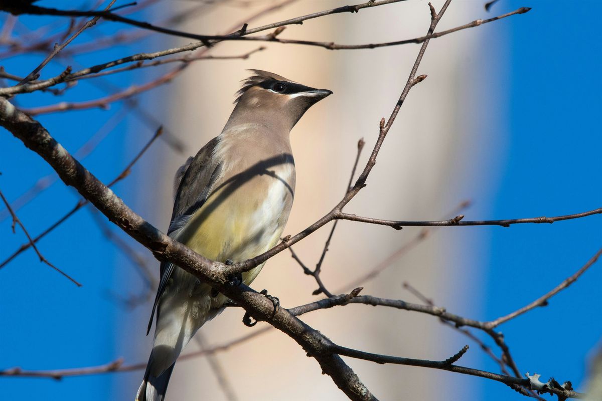 Birding at Burden October 2025, 18 October | Event in Baton Rouge | AllEvents