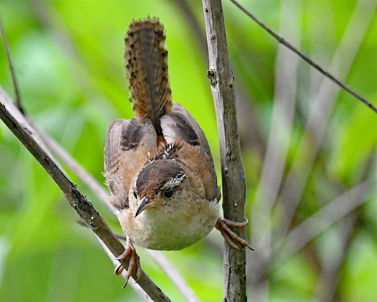 Wetland Wonders: A Community Bird Walk, 24 August | Event in Chesterton | AllEvents