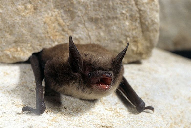 Chauves-souris : une promenade nocturne / Bats: A Nighttime Walk, 10 July | Event in Chelsea | AllEvents