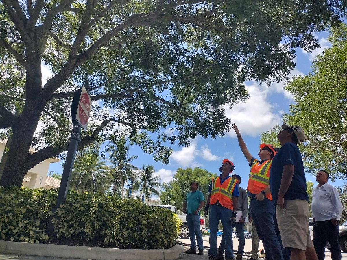 BASIC Tree Trimmer Certification - SPANISH, 27 May | Event in Davie | AllEvents