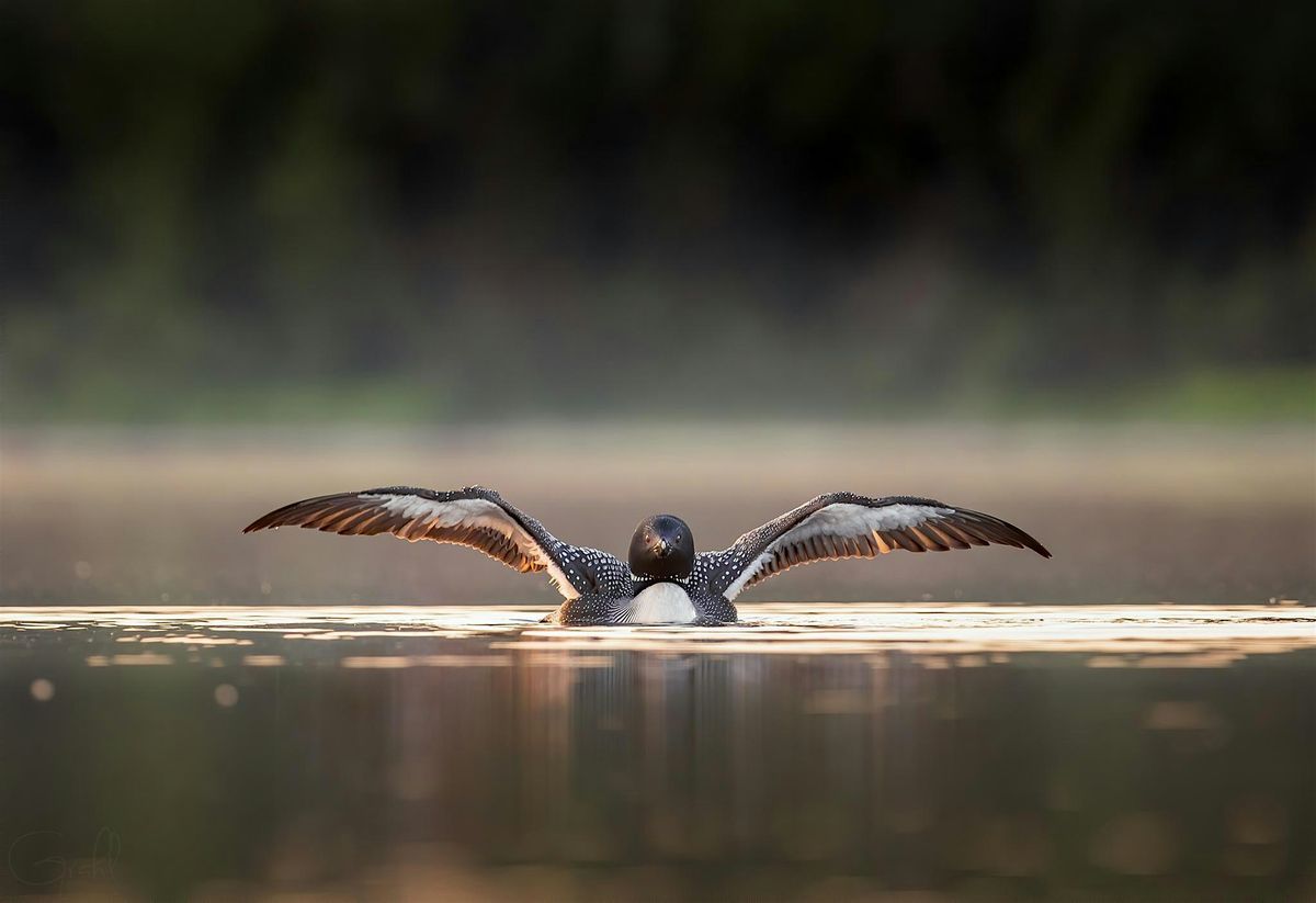 Loon Photography Workshop, 14 August | Event in Crosslake | AllEvents