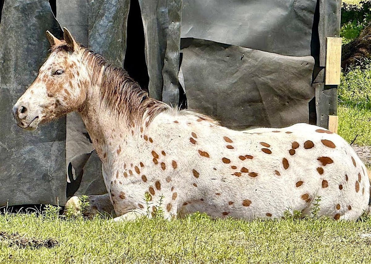Spirit Equine Therapy Fall Fundraiser, 18 October | Event in Webster | AllEvents