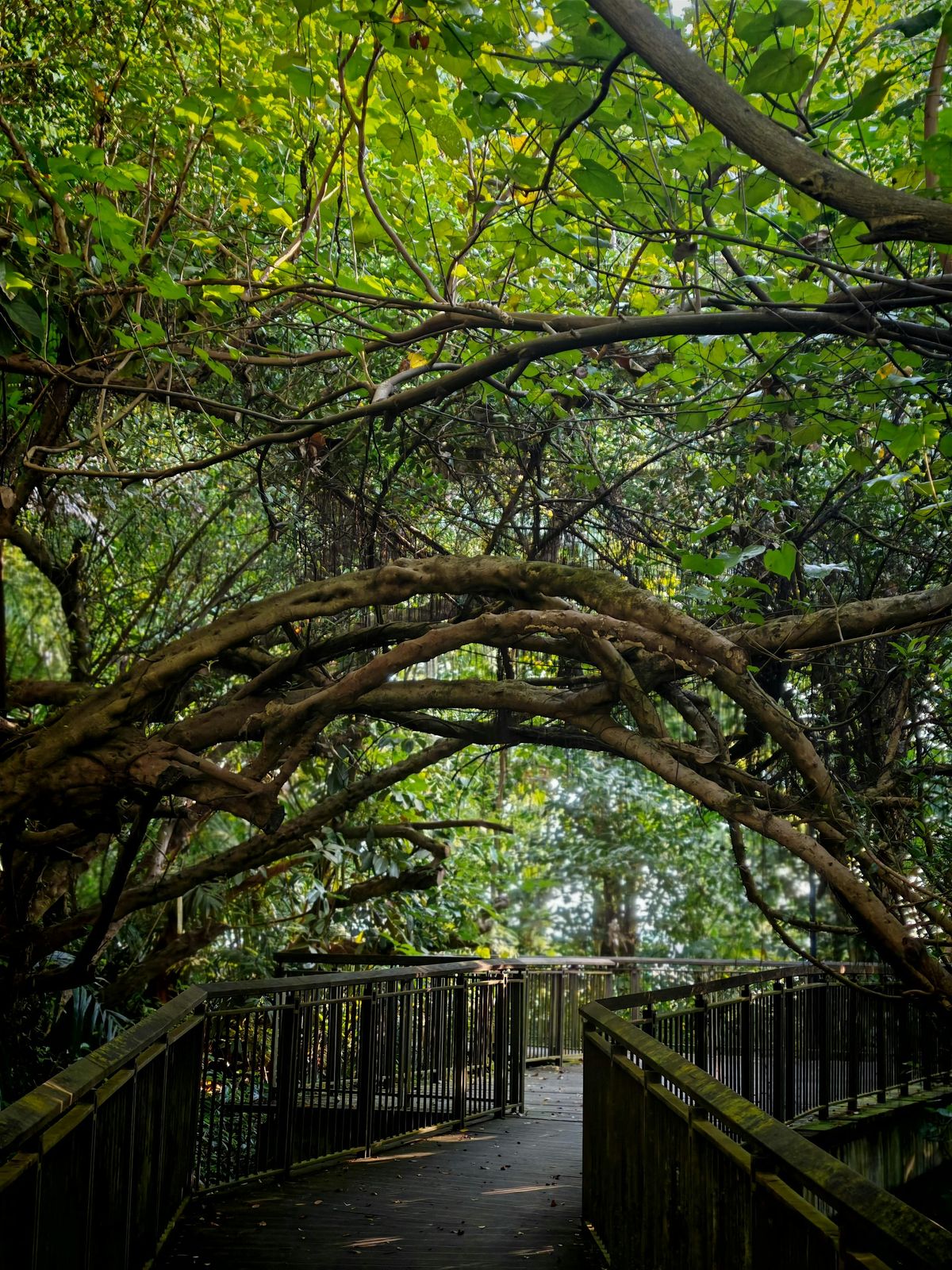 Natural Reconnection: The Forest Walk Experiment, 26 October | Event in Bukit Batok | AllEvents