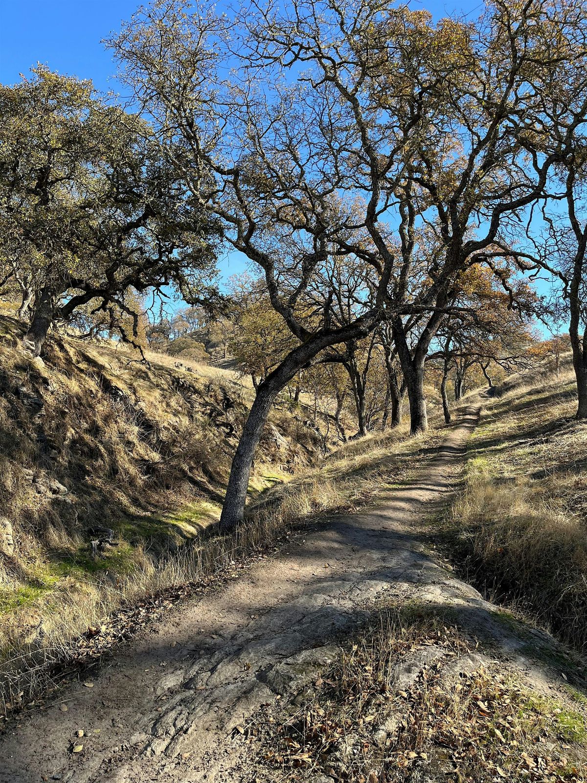 Twin Ponds Loop in Winter, 14 December | Event in Walnut Creek | AllEvents