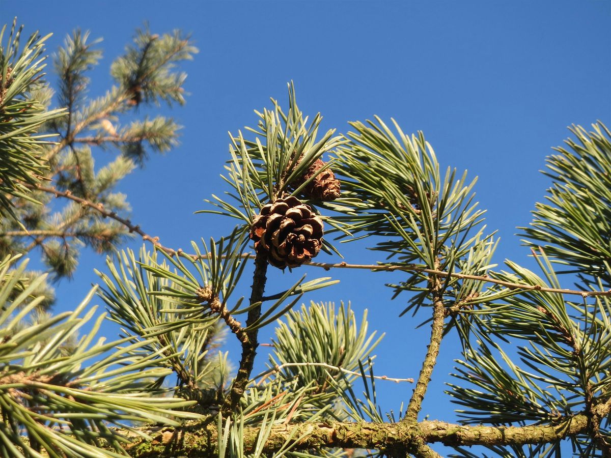 Introduction to Conifer ID Workshop, 22 November | Event in Penicuik | AllEvents