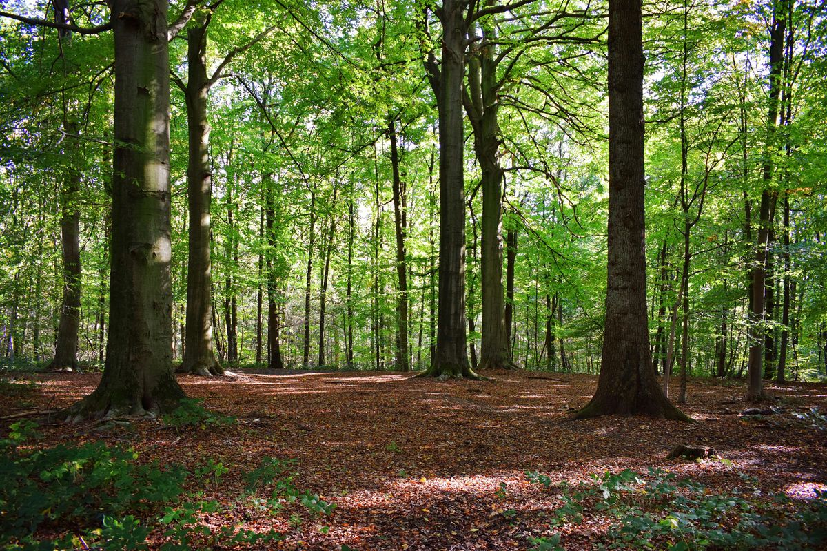 Forest Bathing at Crow-Hassan Park Reserve, 17 May | Event in Rogers | AllEvents